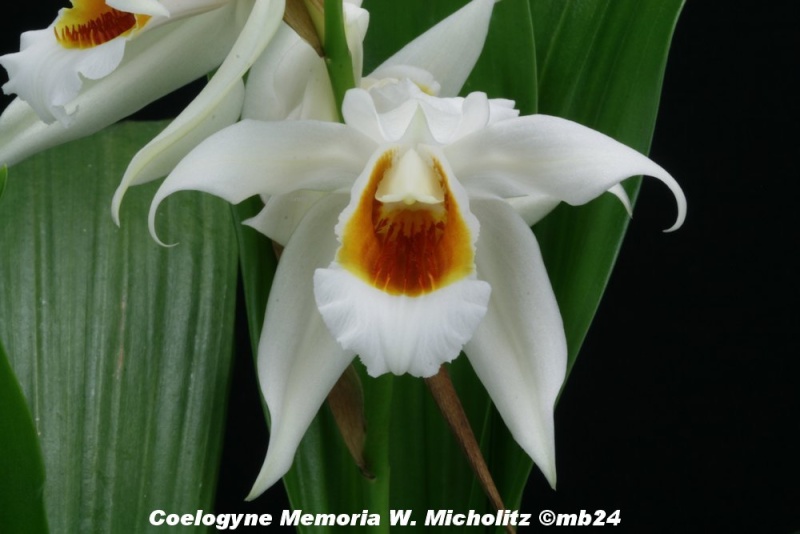 Coelogyne Memoria W. Micholitz (mooreana x lawrenceana) Coelog15