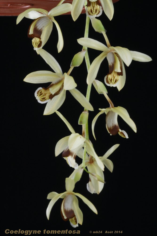 Coelogyne tomentosa Coelog18