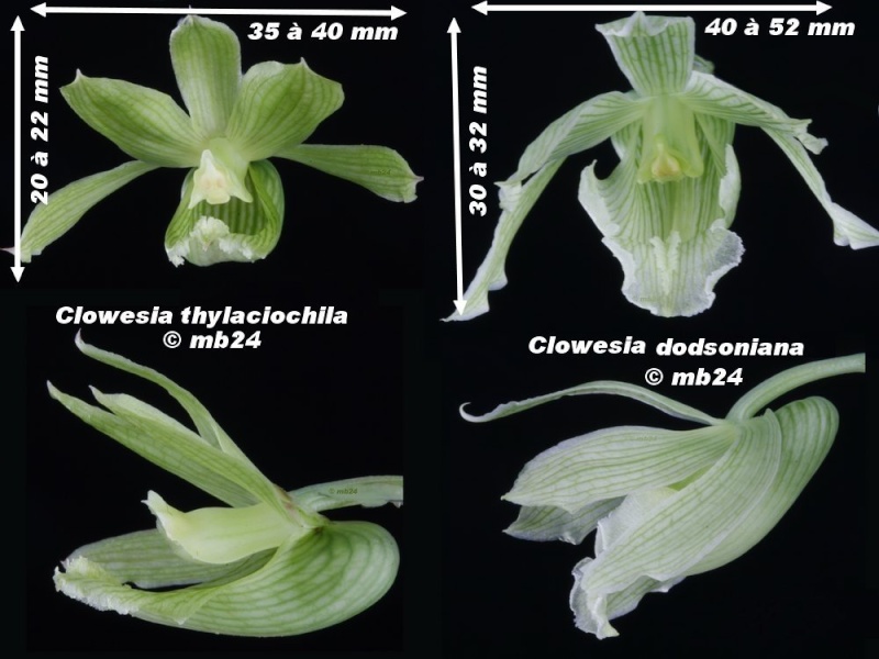 Clowesia dodsoniana Compar11