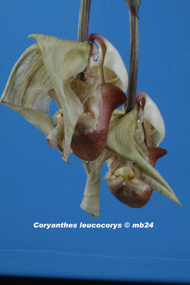 Coryanthes leucocorys Coryan11