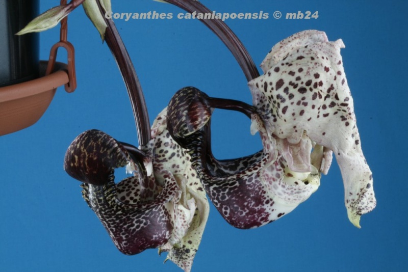 Coryanthes cataniapoense Coryan27