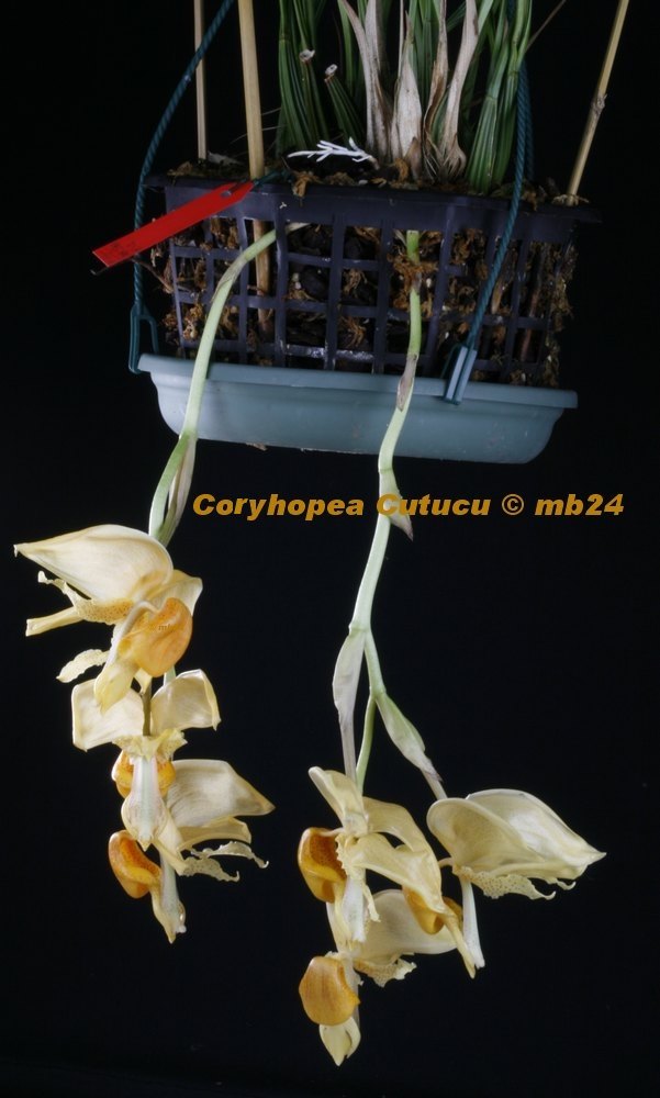 Coryhopea Cutucu Coryho14