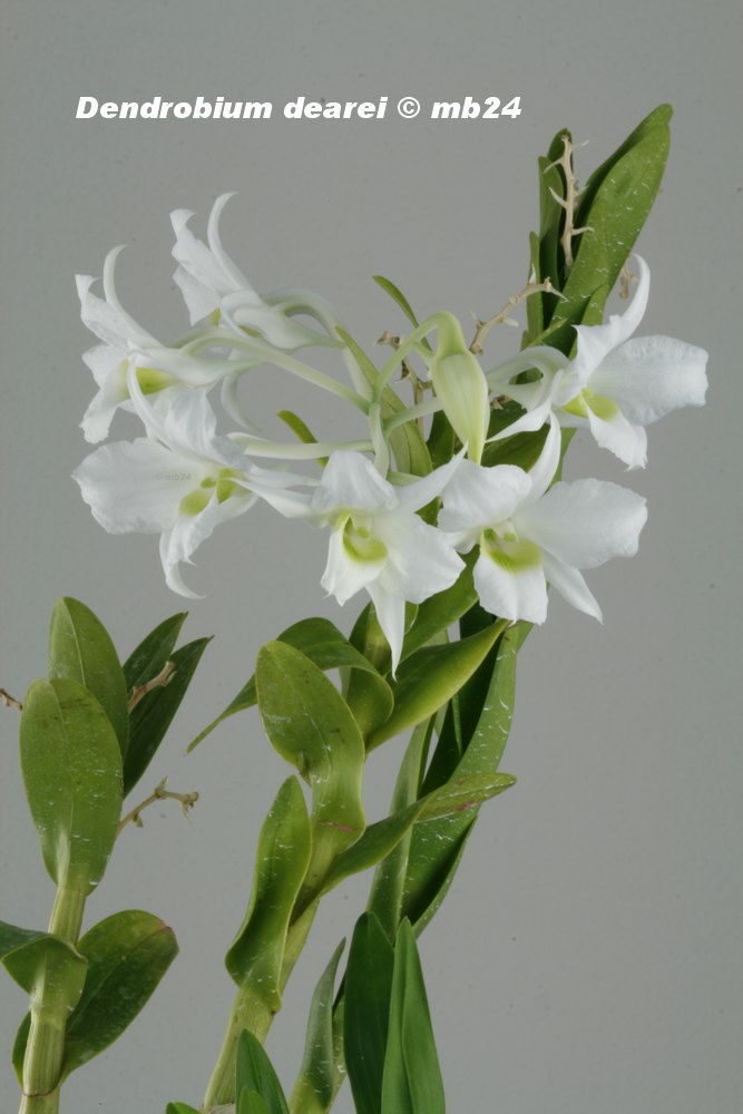 Dendrobium dearei Dendro21