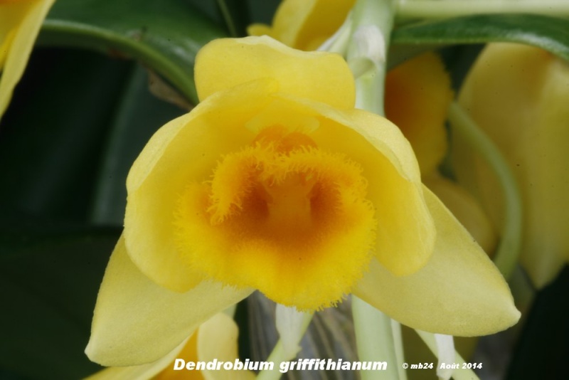 Dendrobium griffithianum Dendro24