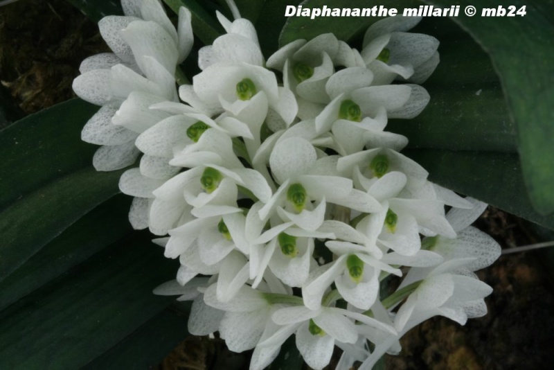 Diaphananthe millarii Diapha11