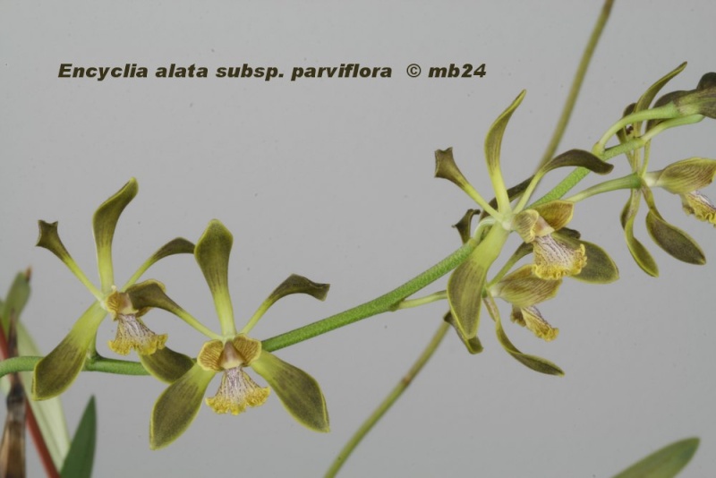 Encyclia parviflora ( alata ssp. parviflora) Encycl19