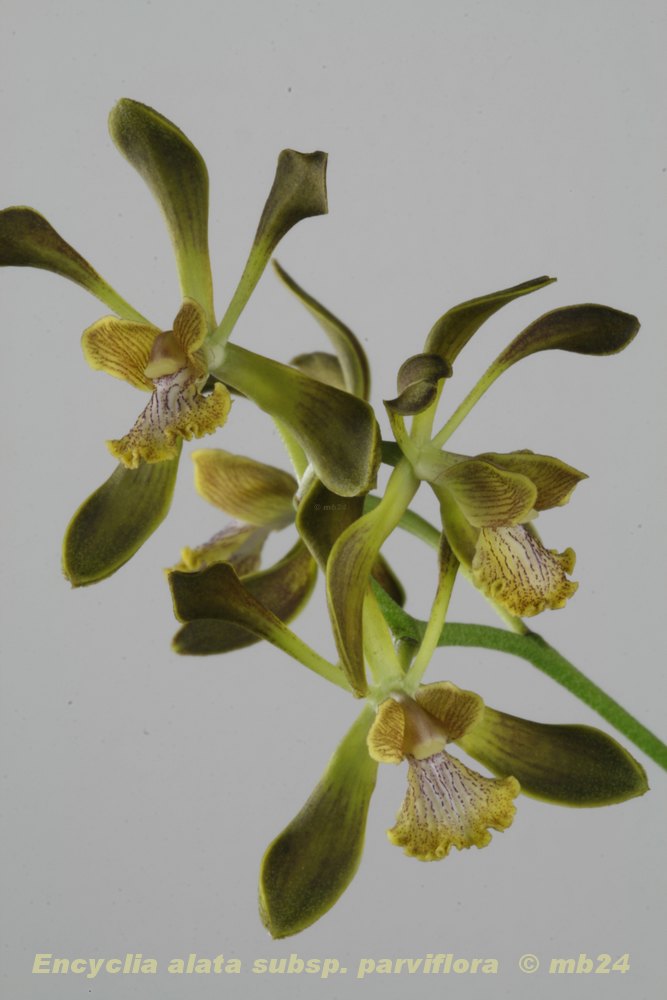 Encyclia parviflora ( alata ssp. parviflora) Encycl20