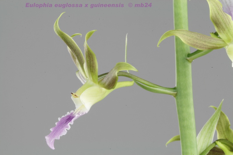 Eulophia euglossa x guineensis Euloph17