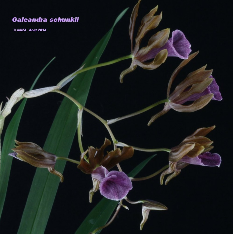 Galeandra schunkii Galean30