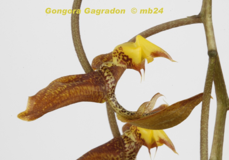 Gongora Gagradon Gongor18