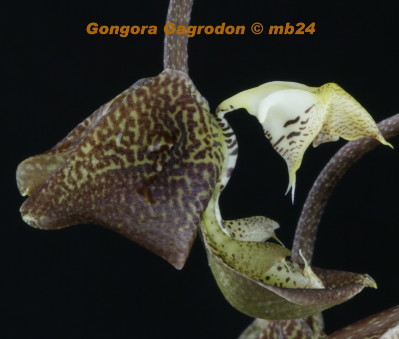 Gongora Gagrodon Gongor47