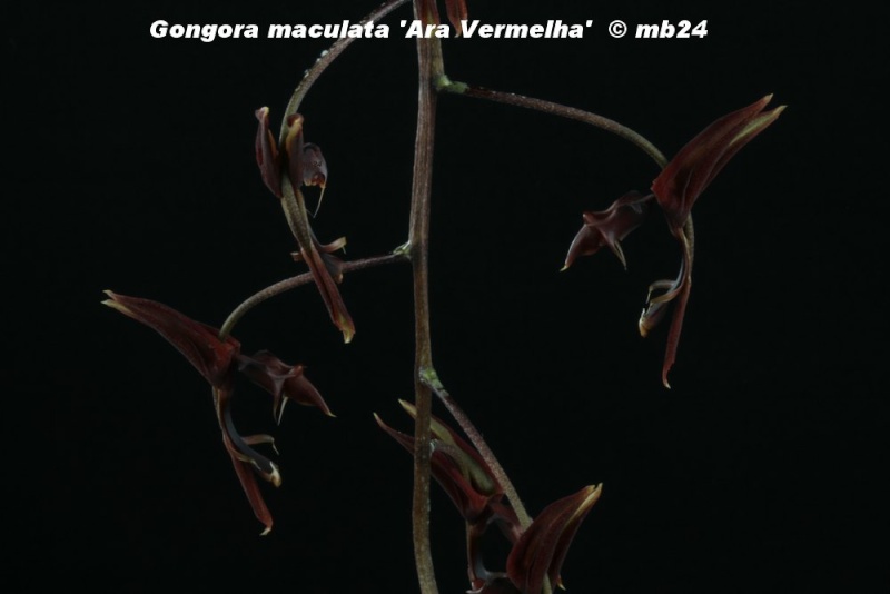 Gongora maculta 'Ara Vermelha' Gongor71