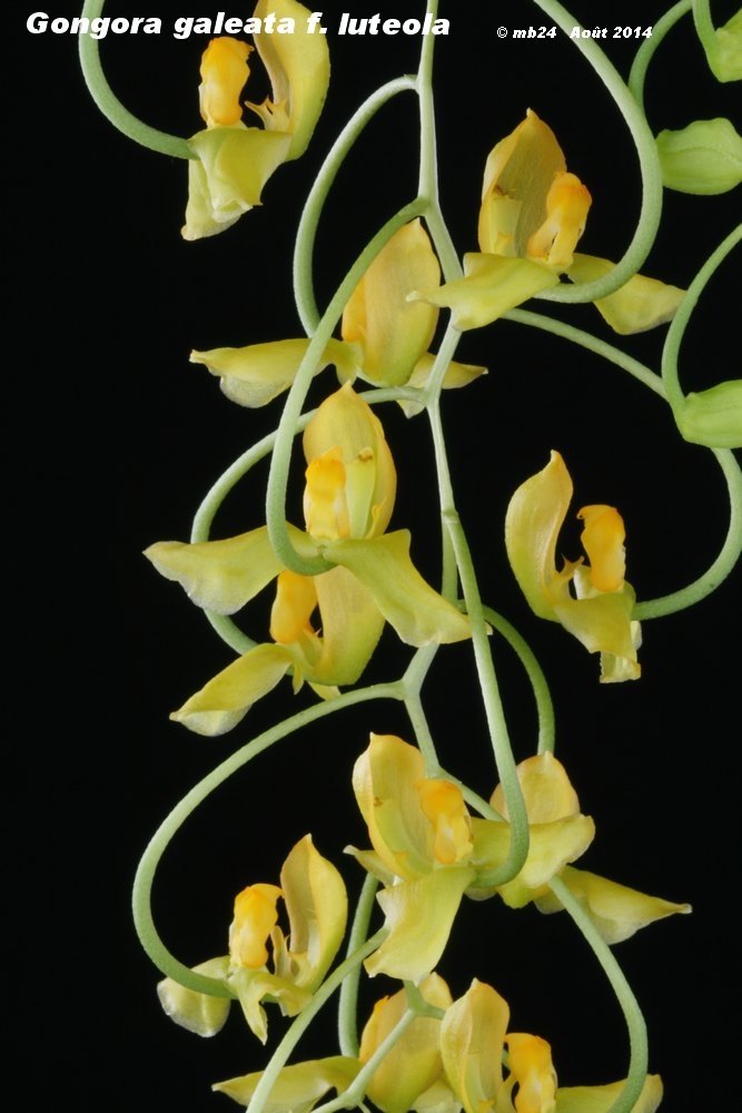 Gongora galeata f. luteola Gongor97