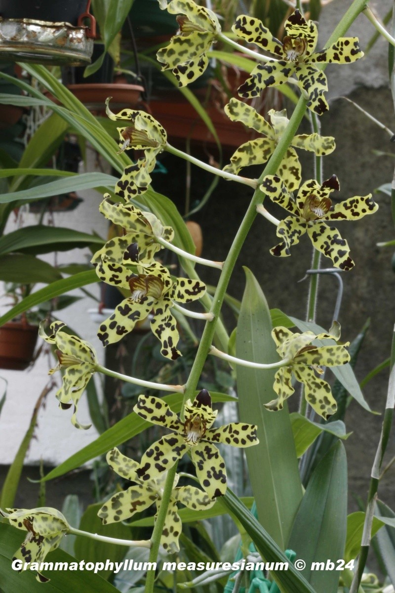 Grammatophyllum measuresianum Gramma18