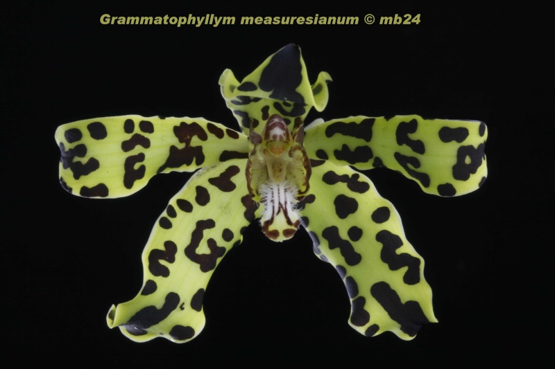 Grammatophyllum measuresianum Gramma19