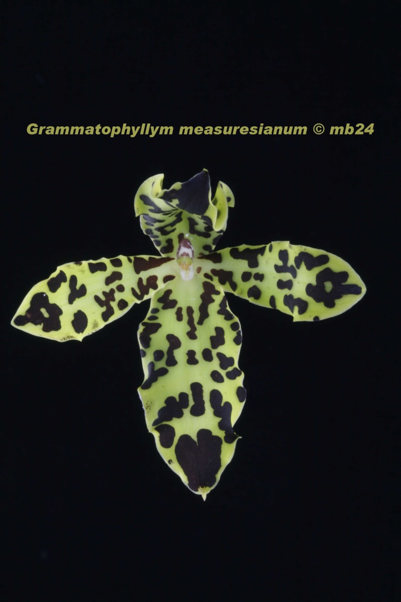 Grammatophyllum measuresianum Gramma20