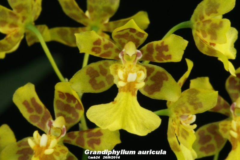 Grandiphyllum auricula Grandi14