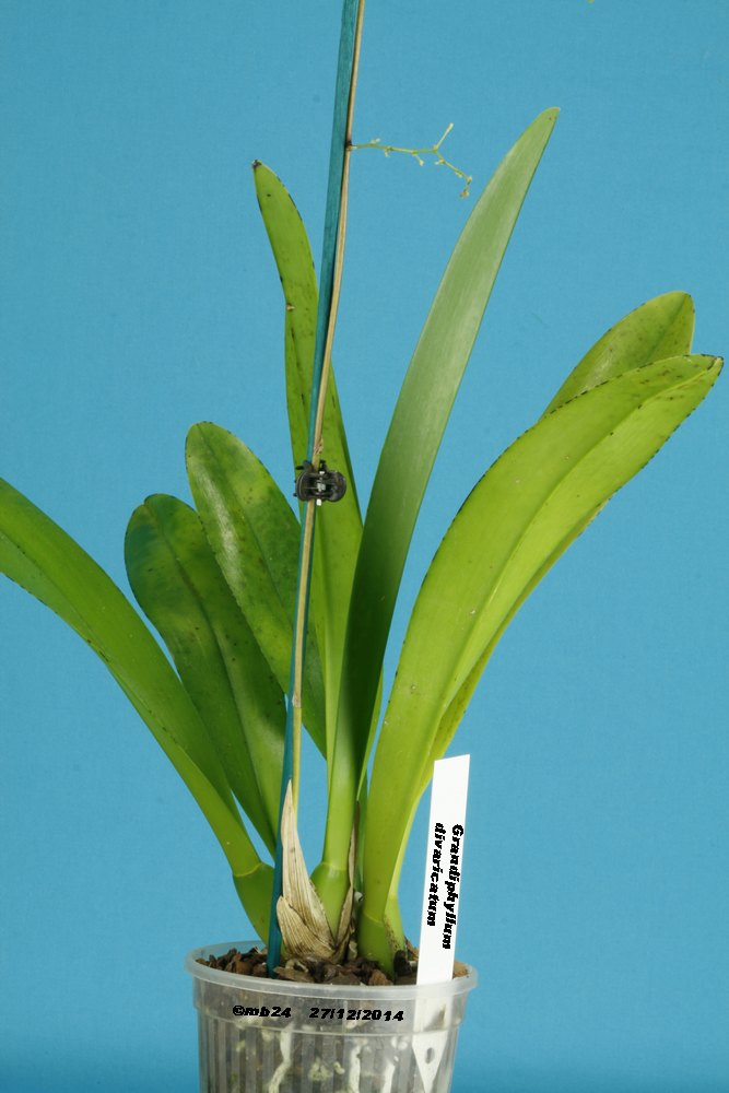 Grandiphyllum divaricatum Grandi15