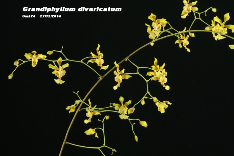 Grandiphyllum divaricatum Grandi17