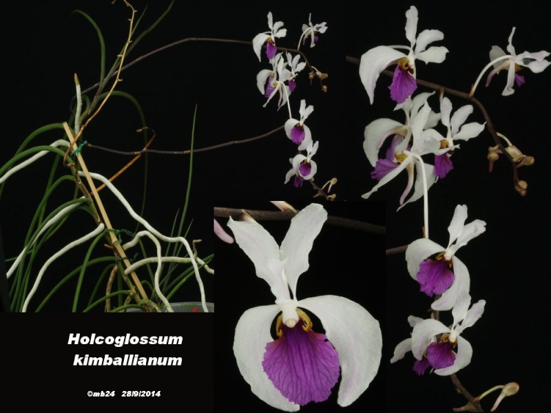 Holcoglossum kimballianum Holcog10