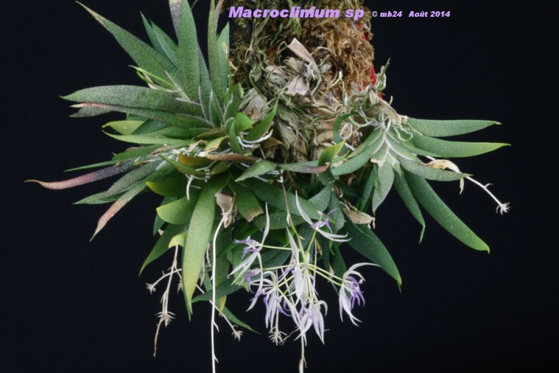 Macroclinium sp Macroc10
