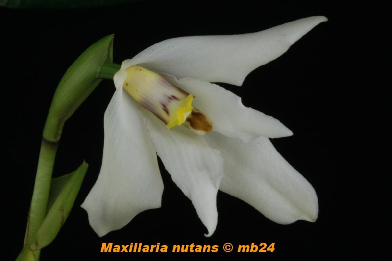 Maxillaria nutans Maxill11