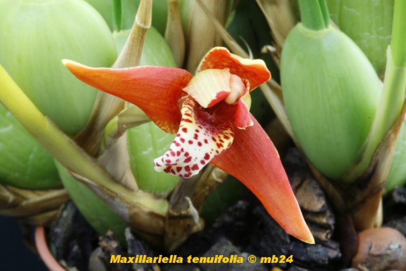 Maxillariella curtipes - tenuifolia : remarques Maxill13