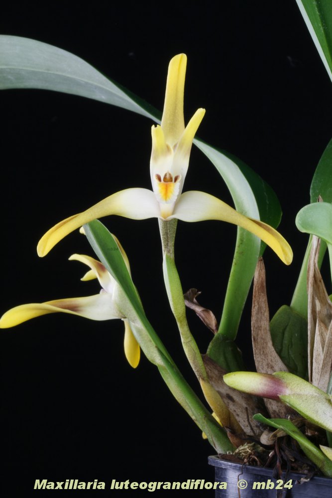 Maxillaria luteograndiflora Maxill16