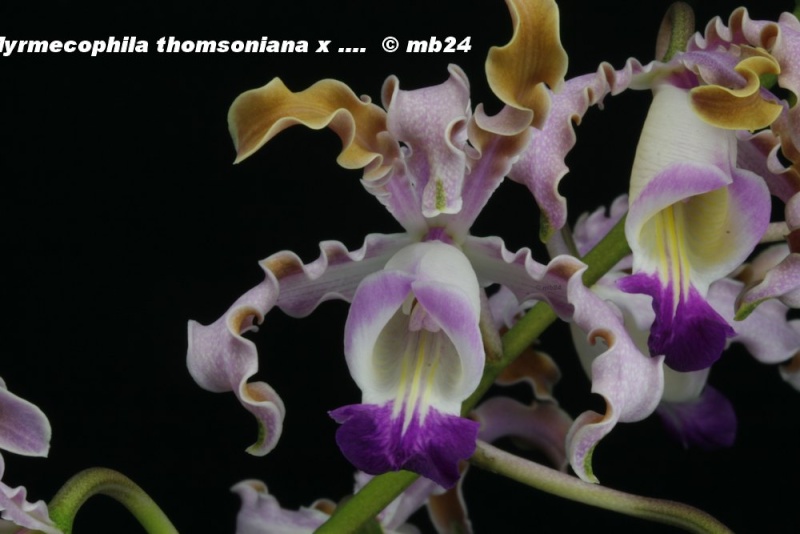 Myrmecophila hyb. vendu sous thomsoniana Myrmec15