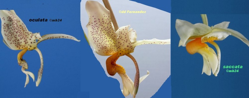 Stanhopea saccata x oculata Oculat10