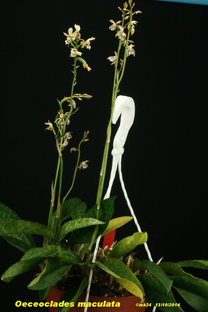 Oeceoclades maculata Oeceoc30