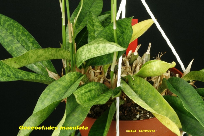 Oeceoclades maculata Oeceoc31