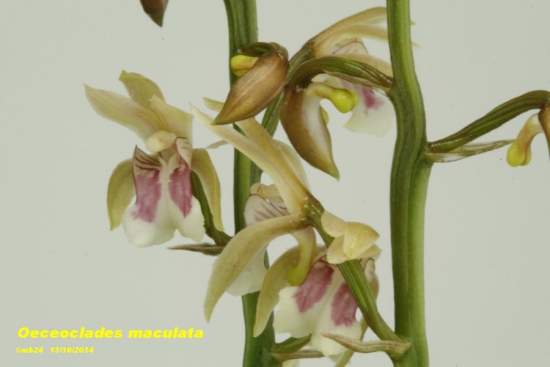 Oeceoclades maculata Oeceoc33