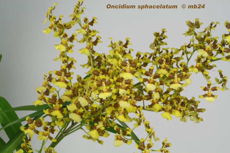 Oncidium sphacelatum Oncidi11