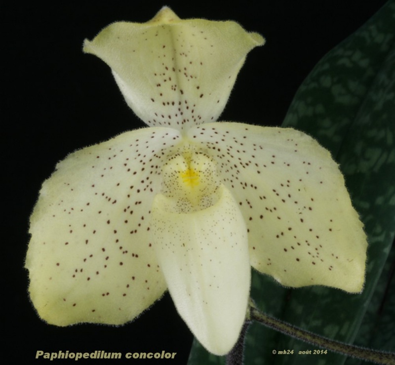 Paphiopedilum concolor Paphio44