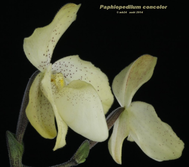 Paphiopedilum concolor Paphio45