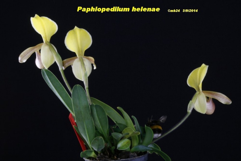 Paphiopedilum helenae Paphio46