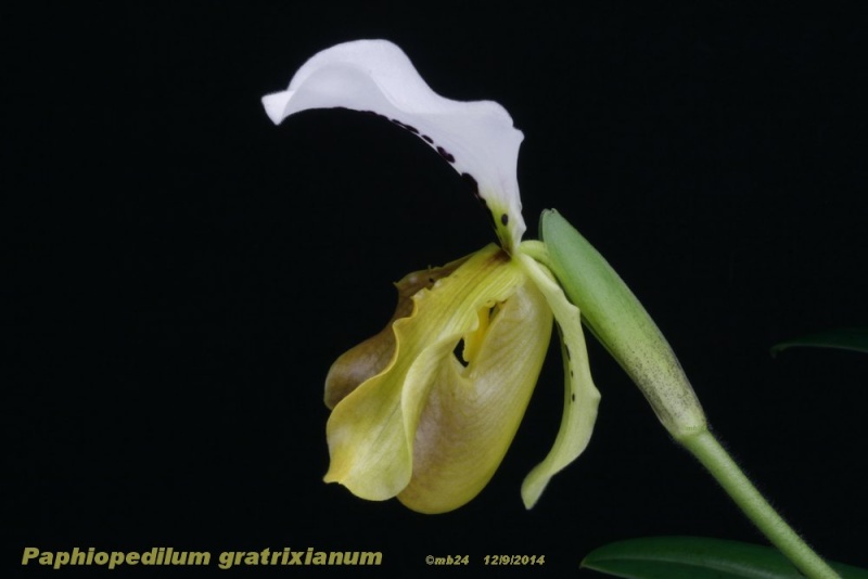 Paphiopedilum gratrixianum Paphio51