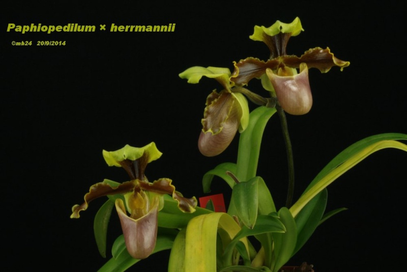 Paphiopedilum × herrmannii  Paphio52