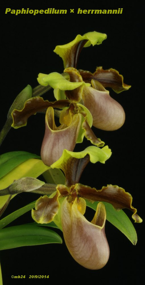 Paphiopedilum × herrmannii  Paphio53