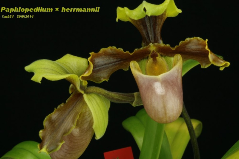 Paphiopedilum × herrmannii  Paphio54