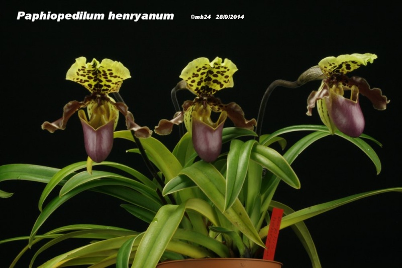 Paphiopedilum henryanum Paphio56