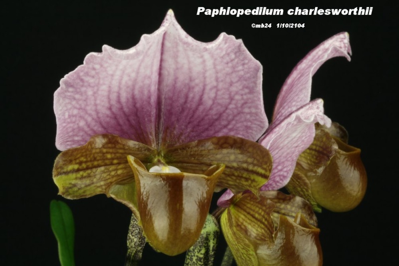 Paphiopedilum charlesworthii (2 clônes) Paphio60