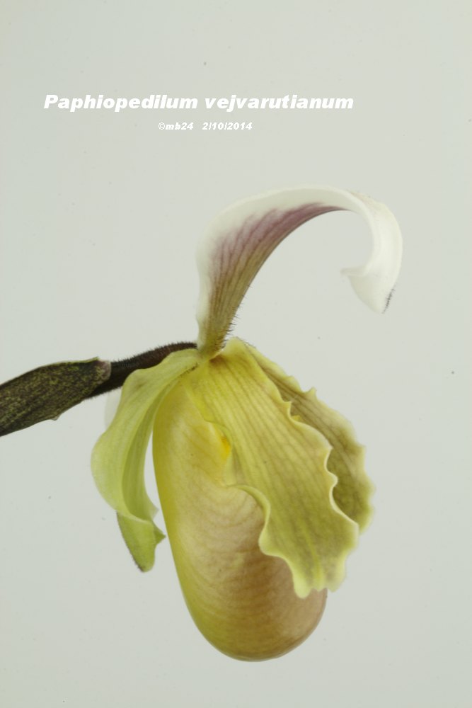 Paphiopedilum vejvarutianum Paphio67