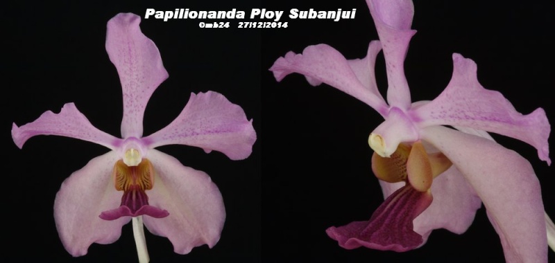 Papilionanda Ploy Subanjui Papili15