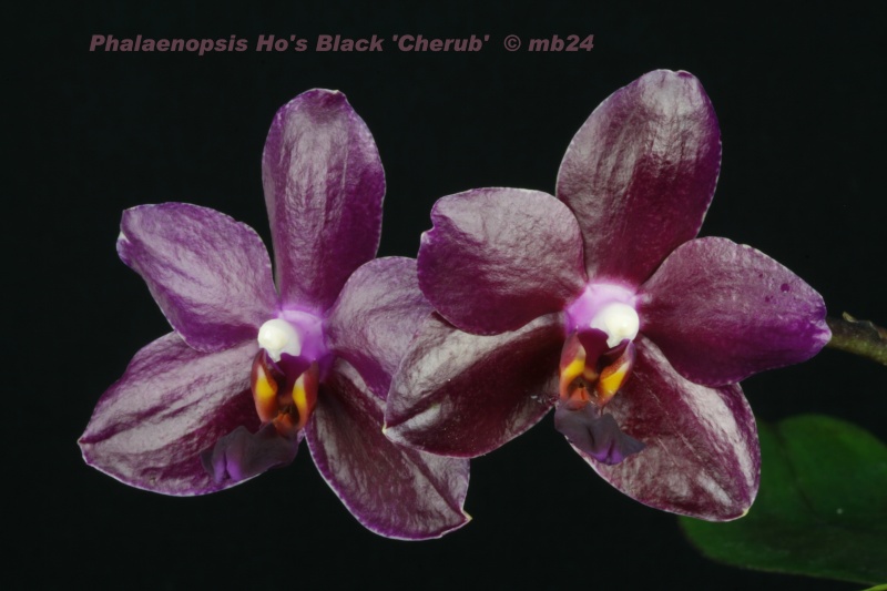 Phalaenopsis Ho's Black 'Cherub' Phalae10