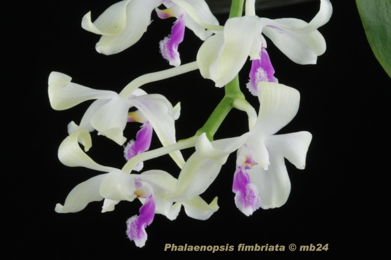 Phalaenopsis fimbriata Phalae20