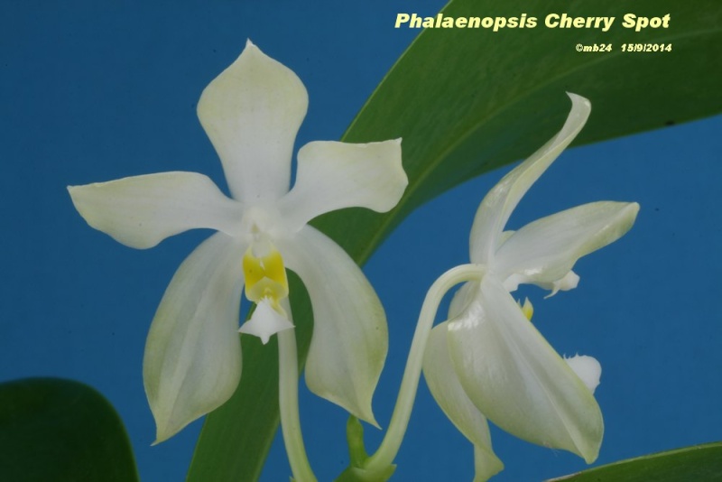 Phalaenopsis Cherry Spot (bellina x pulchra) Phalae44