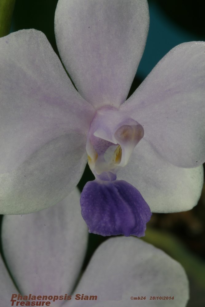 Phalaenopsis Siam Treasure (pulcherrima x lowii) Phalae54