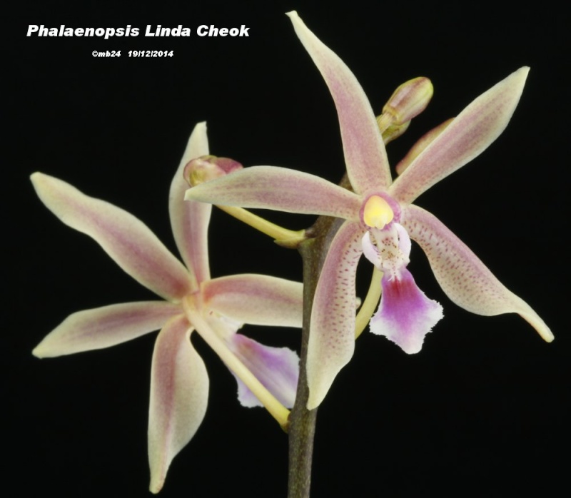 Phalaenopsis Linda Cheok (mannii x equestris) Phalae56